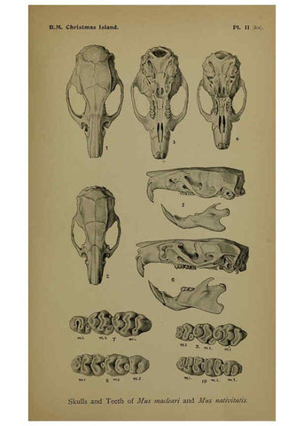 Reproducción/Reproduction 6376431781: A monograph of Christmas Island (Indian Ocean) London,Printed by order of the Trustees,1900