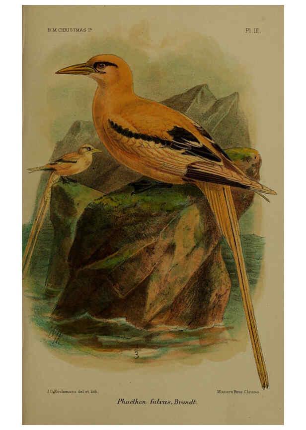 Reproducción/Reproduction 6376432237: A monograph of Christmas Island (Indian Ocean) London,Printed by order of the Trustees,1900