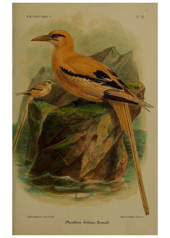 Reproducción/Reproduction 6376432237: A monograph of Christmas Island (Indian Ocean) London,Printed by order of the Trustees,1900