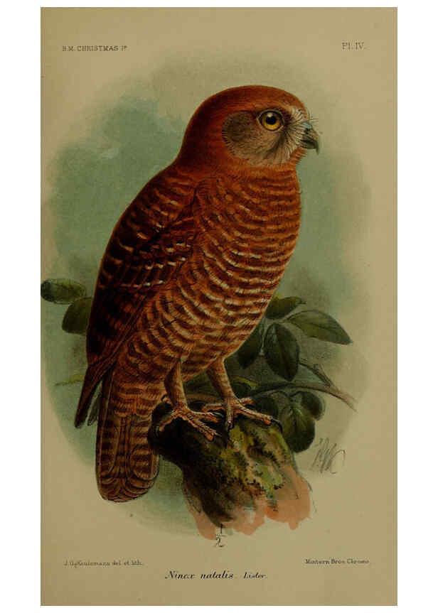 Reproducción/Reproduction 6376432779: A monograph of Christmas Island (Indian Ocean) London,Printed by order of the Trustees,1900