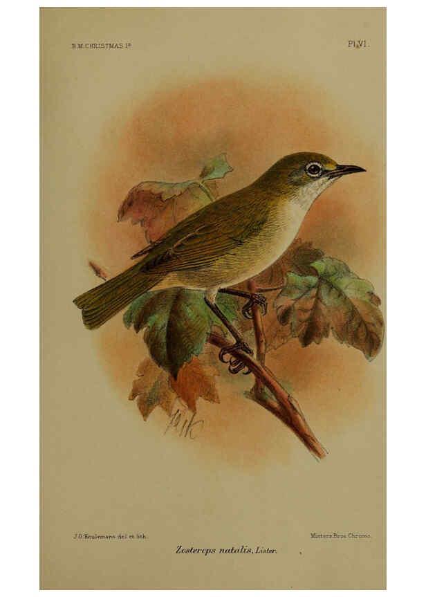 Reproducción/Reproduction 6376433597: A monograph of Christmas Island (Indian Ocean) London,Printed by order of the Trustees,1900