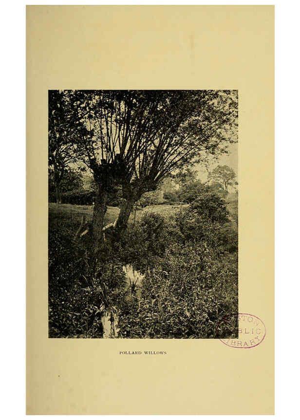 Reproducción/Reproduction 6376506395: Trees in nature, myth and art London :Methuen & Co.,1907