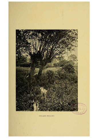 Reproducción/Reproduction 6376506395: Trees in nature, myth and art London :Methuen & Co.,1907