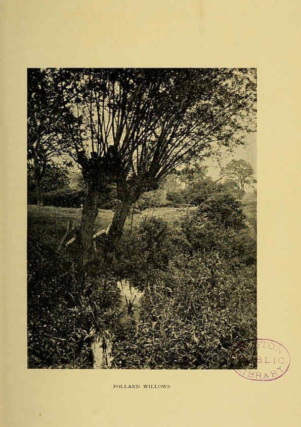 Reproducción/Reproduction 6376506395: Trees in nature, myth and art London :Methuen & Co.,1907
