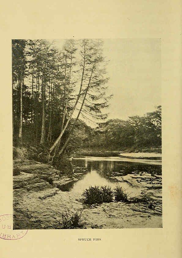 Reproducción/Reproduction 6376506937: Trees in nature, myth and art London :Methuen & Co.,1907