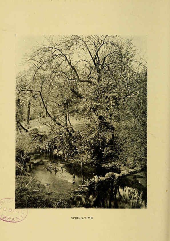 Reproducción/Reproduction 6376507351: Trees in nature, myth and art London :Methuen & Co.,1907