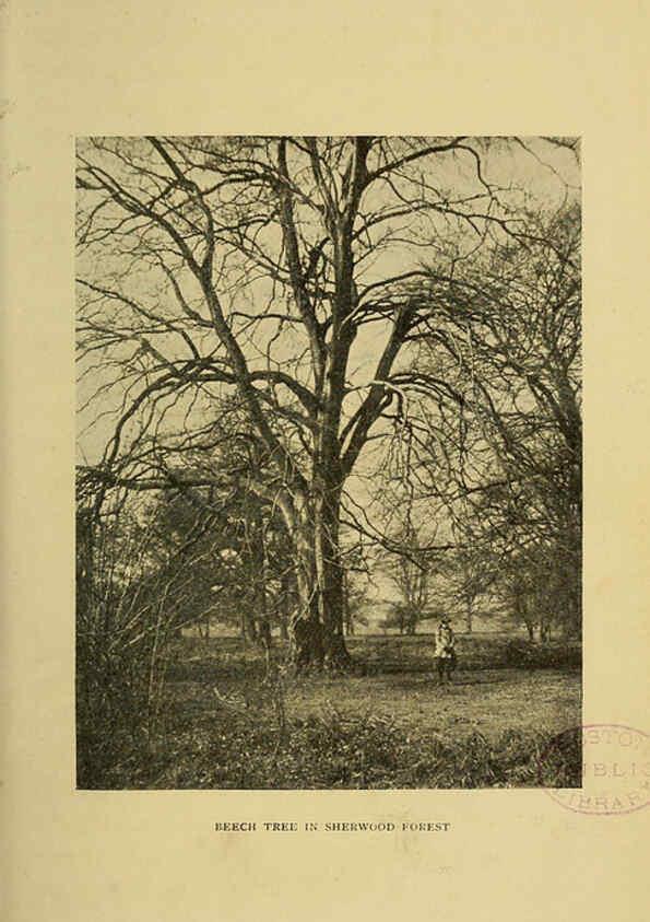 Reproducción/Reproduction 6376507965: Trees in nature, myth and art London :Methuen & Co.,1907