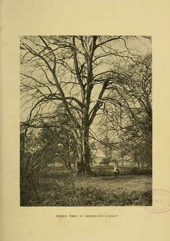 Reproducción/Reproduction 6376507965: Trees in nature, myth and art London :Methuen & Co.,1907
