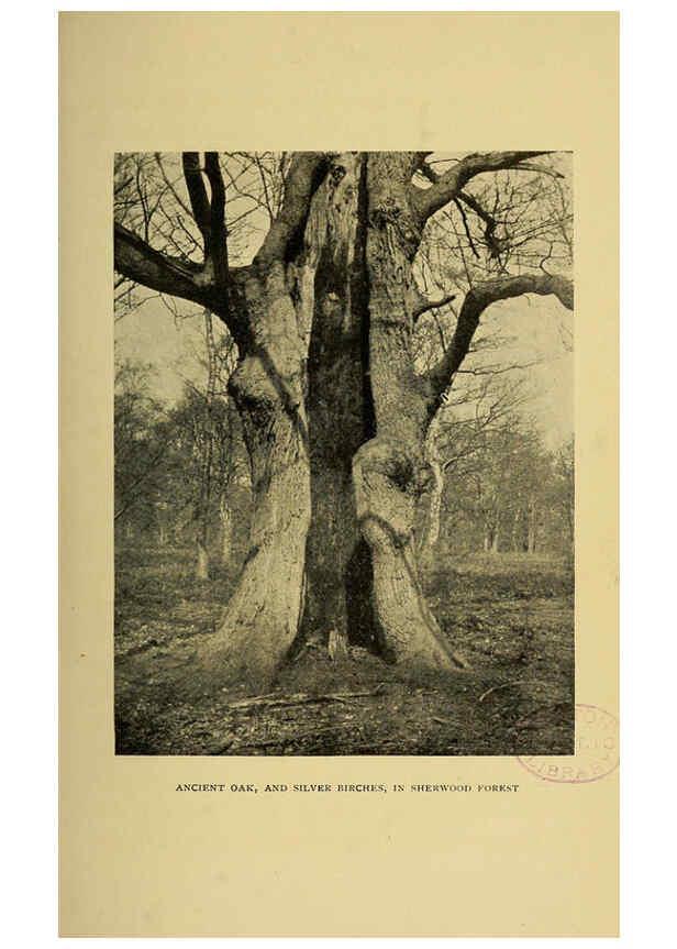 Reproducción/Reproduction 6376505393: Trees in nature, myth and art London :Methuen & Co.,1907