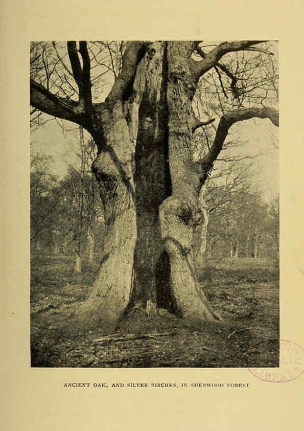 Reproducción/Reproduction 6376505393: Trees in nature, myth and art London :Methuen & Co.,1907