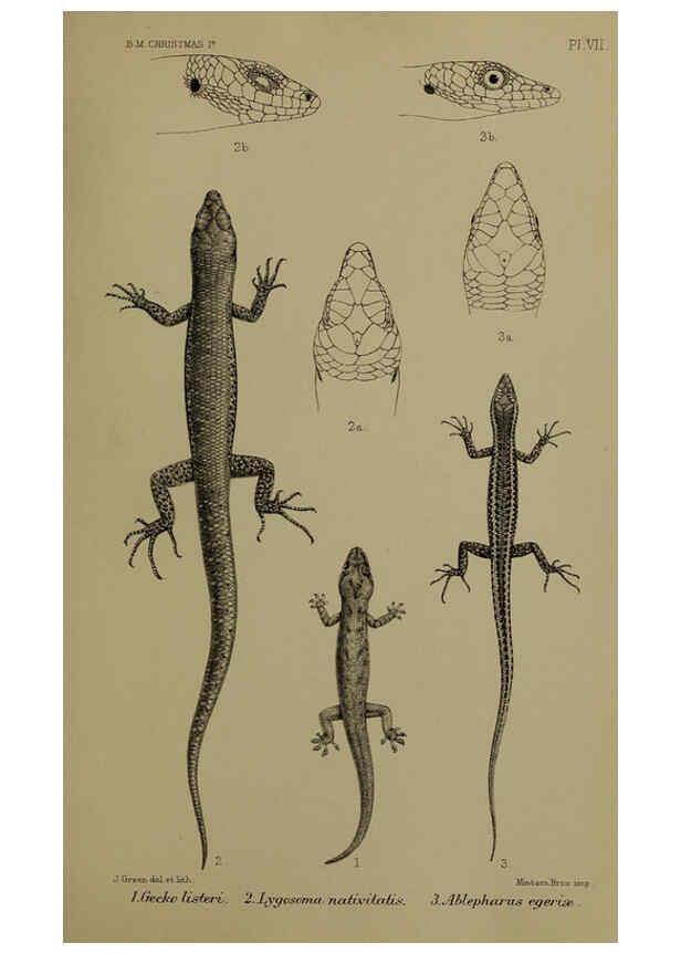 Reproducción/Reproduction 6376433931: A monograph of Christmas Island (Indian Ocean) London,Printed by order of the Trustees,1900
