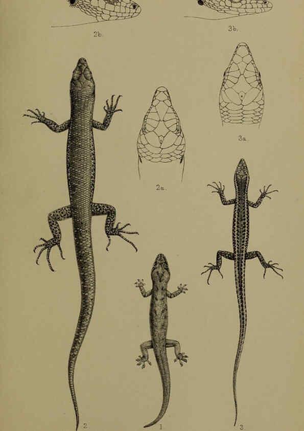 Reproducción/Reproduction 6376433931: A monograph of Christmas Island (Indian Ocean) London,Printed by order of the Trustees,1900