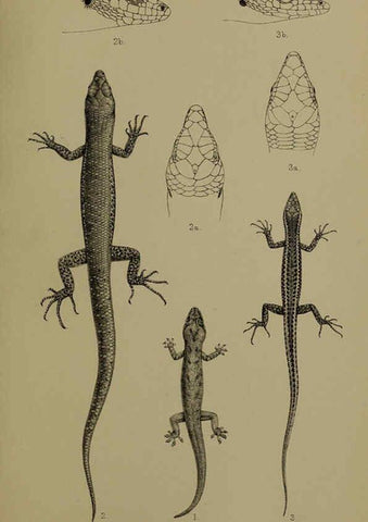 Reproducción/Reproduction 6376433931: A monograph of Christmas Island (Indian Ocean) London,Printed by order of the Trustees,1900