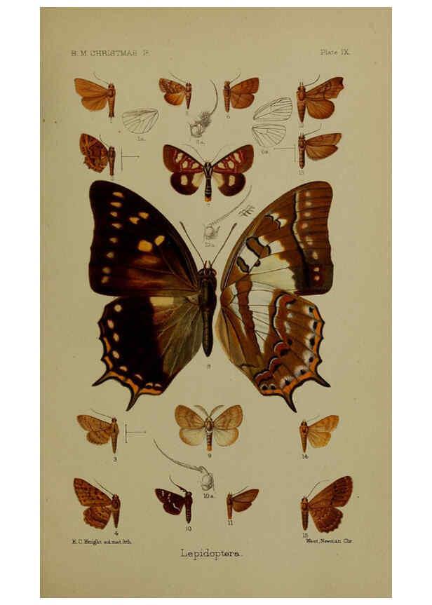 Reproducción/Reproduction 6376434713: A monograph of Christmas Island (Indian Ocean) London,Printed by order of the Trustees,1900