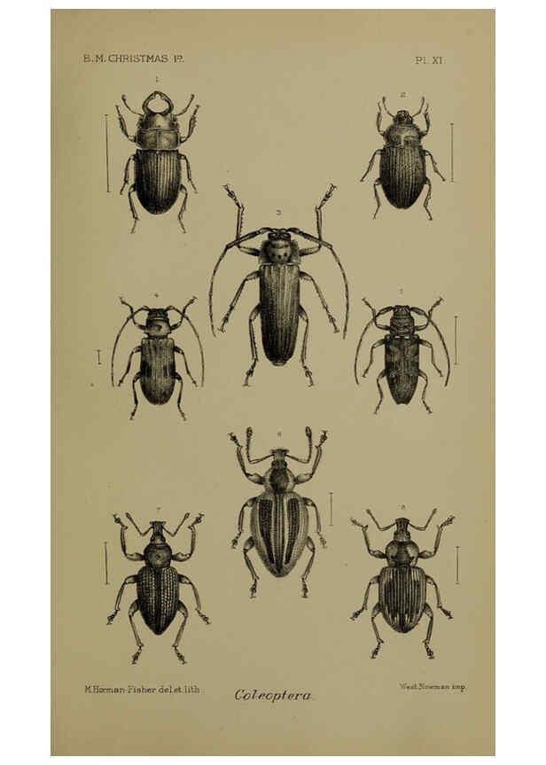 Reproducción/Reproduction 6376435395: A monograph of Christmas Island (Indian Ocean) London,Printed by order of the Trustees,1900