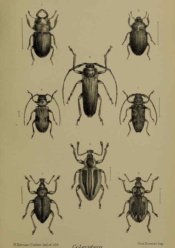 Reproducción/Reproduction 6376435395: A monograph of Christmas Island (Indian Ocean) London,Printed by order of the Trustees,1900