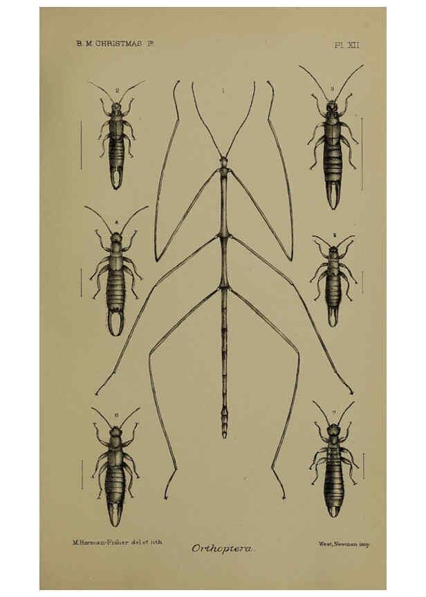 Reproducción/Reproduction 6376435711: A monograph of Christmas Island (Indian Ocean) London,Printed by order of the Trustees,1900