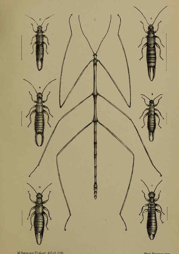 Reproducción/Reproduction 6376435711: A monograph of Christmas Island (Indian Ocean) London,Printed by order of the Trustees,1900