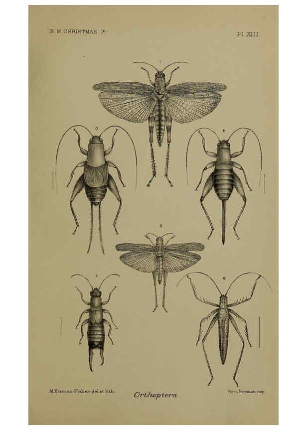 Reproducción/Reproduction 6376435997: A monograph of Christmas Island (Indian Ocean) London,Printed by order of the Trustees,1900