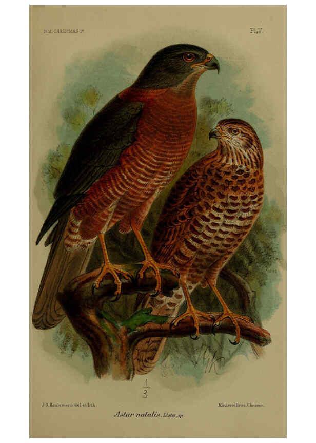 Reproducción/Reproduction 6376433281: A monograph of Christmas Island (Indian Ocean) London,Printed by order of the Trustees,1900