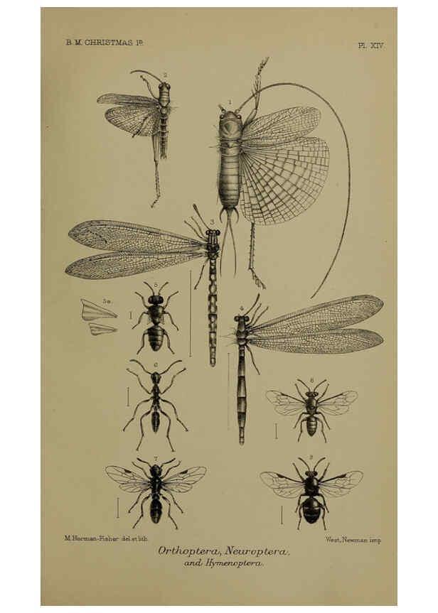 Reproducción/Reproduction 6376436349: A monograph of Christmas Island (Indian Ocean) London,Printed by order of the Trustees,1900