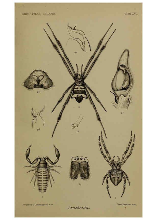 Reproducción/Reproduction 6376436975: A monograph of Christmas Island (Indian Ocean) London,Printed by order of the Trustees,1900