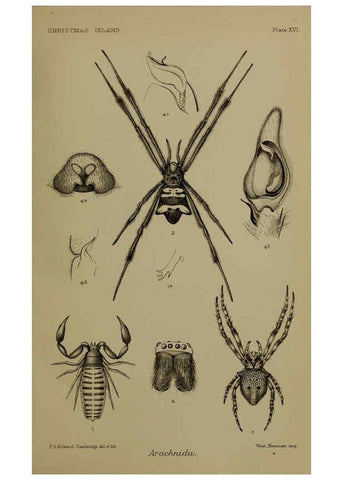 Reproducción/Reproduction 6376436975: A monograph of Christmas Island (Indian Ocean) London,Printed by order of the Trustees,1900