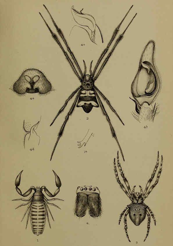 Reproducción/Reproduction 6376436975: A monograph of Christmas Island (Indian Ocean) London,Printed by order of the Trustees,1900