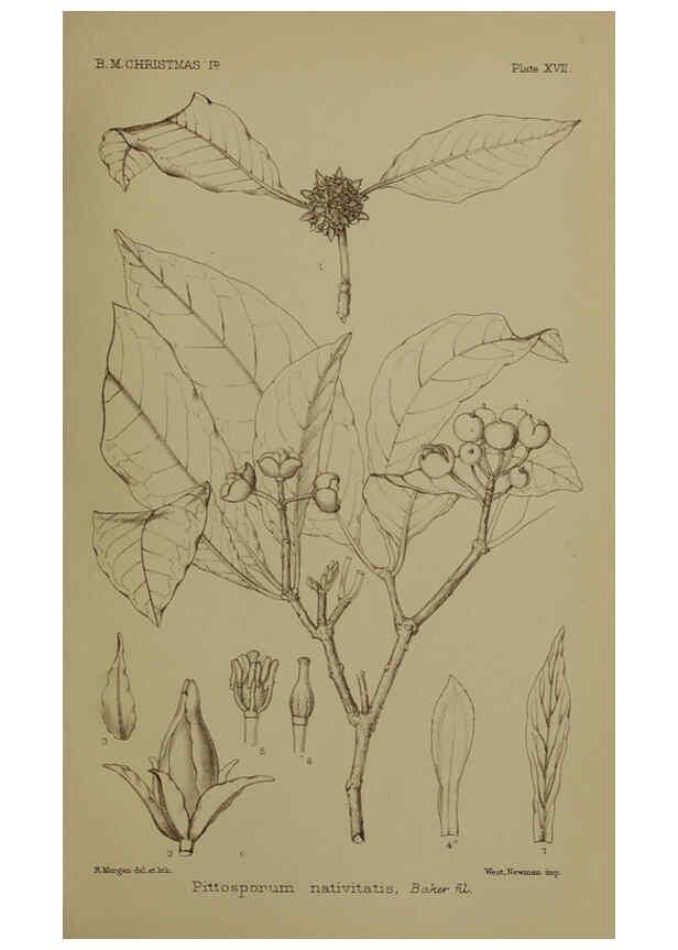 Reproducción/Reproduction 6376437327: A monograph of Christmas Island (Indian Ocean) London,Printed by order of the Trustees,1900