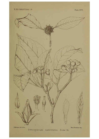 Reproducción/Reproduction 6376437327: A monograph of Christmas Island (Indian Ocean) London,Printed by order of the Trustees,1900