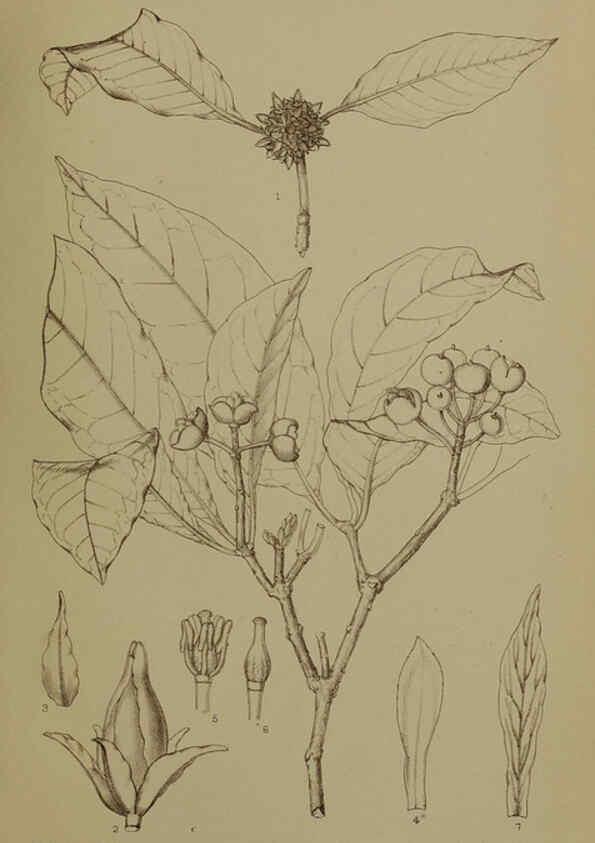 Reproducción/Reproduction 6376437327: A monograph of Christmas Island (Indian Ocean) London,Printed by order of the Trustees,1900