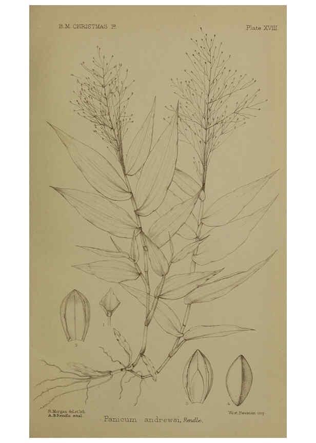 Reproducción/Reproduction 6376437655: A monograph of Christmas Island (Indian Ocean) London,Printed by order of the Trustees,1900