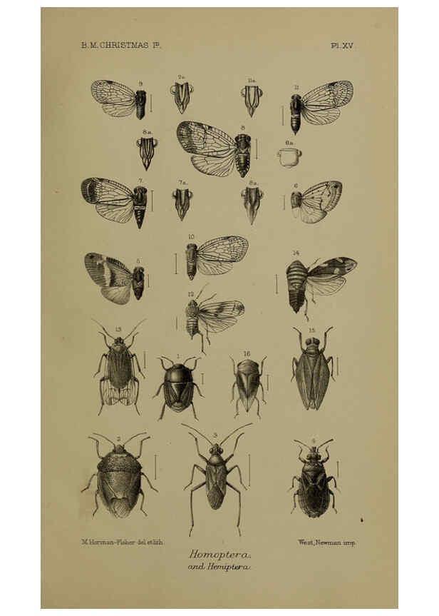 Reproducción/Reproduction 6376436671: A monograph of Christmas Island (Indian Ocean) London,Printed by order of the Trustees,1900