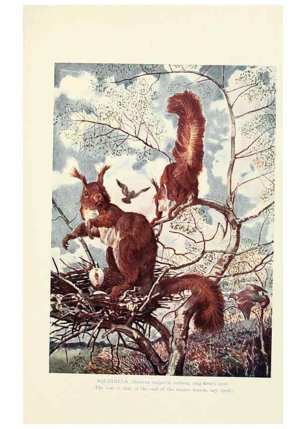 Reproducción/Reproduction 6358186241: British mammals...by Sir Harry Johnston. London,Hutchinson,1903