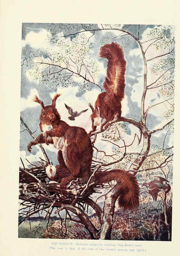 Reproducción/Reproduction 6358186241: British mammals...by Sir Harry Johnston. London,Hutchinson,1903