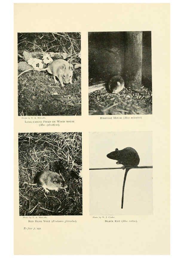 Reproducción/Reproduction 6358186541: British mammals...by Sir Harry Johnston. London,Hutchinson,1903
