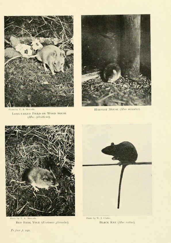 Reproducción/Reproduction 6358186541: British mammals...by Sir Harry Johnston. London,Hutchinson,1903