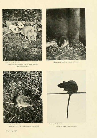 Reproducción/Reproduction 6358186541: British mammals...by Sir Harry Johnston. London,Hutchinson,1903