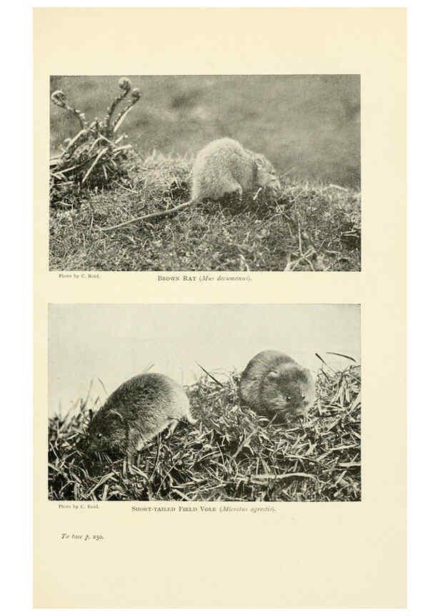 Reproducción/Reproduction 6358186845: British mammals...by Sir Harry Johnston. London,Hutchinson,1903