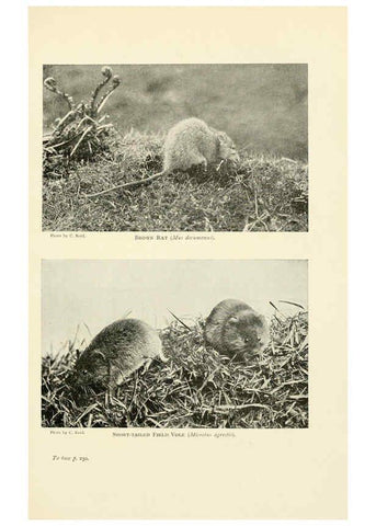 Reproducción/Reproduction 6358186845: British mammals...by Sir Harry Johnston. London,Hutchinson,1903