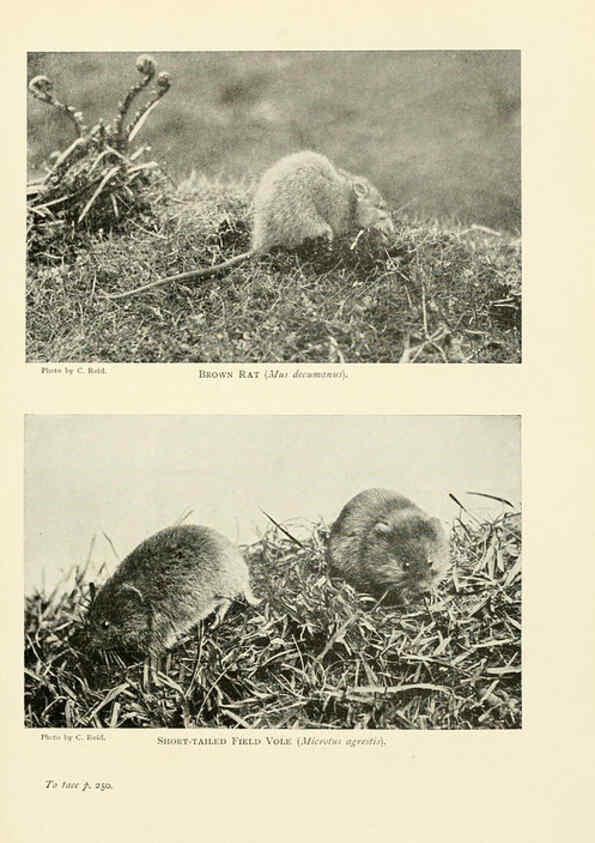 Reproducción/Reproduction 6358186845: British mammals...by Sir Harry Johnston. London,Hutchinson,1903