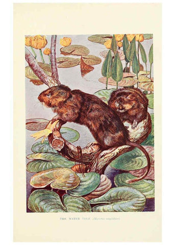 Reproducción/Reproduction 6358187131: British mammals...by Sir Harry Johnston. London,Hutchinson,1903