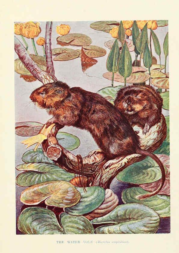 Reproducción/Reproduction 6358187131: British mammals...by Sir Harry Johnston. London,Hutchinson,1903