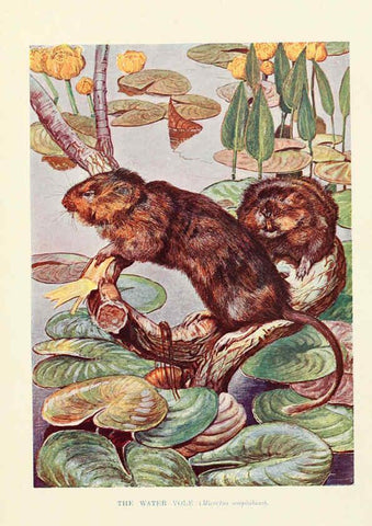 Reproducción/Reproduction 6358187131: British mammals...by Sir Harry Johnston. London,Hutchinson,1903