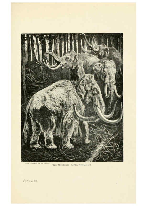 Reproducción/Reproduction 6358187839: British mammals...by Sir Harry Johnston. London,Hutchinson,1903
