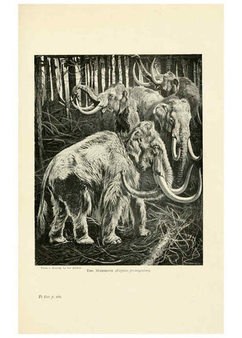 Reproducción/Reproduction 6358187839: British mammals...by Sir Harry Johnston. London,Hutchinson,1903
