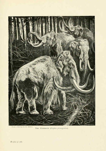 Reproducción/Reproduction 6358187839: British mammals...by Sir Harry Johnston. London,Hutchinson,1903