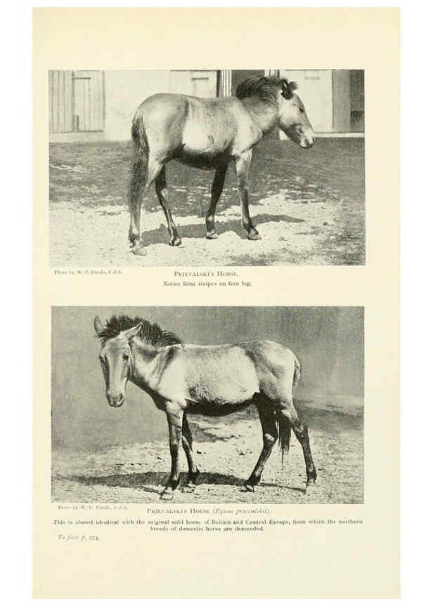 Reproducción/Reproduction 6358188129: British mammals...by Sir Harry Johnston. London,Hutchinson,1903