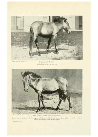 Reproducción/Reproduction 6358188129: British mammals...by Sir Harry Johnston. London,Hutchinson,1903