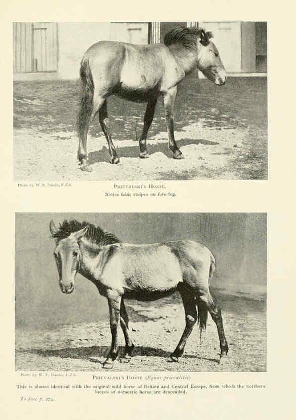 Reproducción/Reproduction 6358188129: British mammals...by Sir Harry Johnston. London,Hutchinson,1903